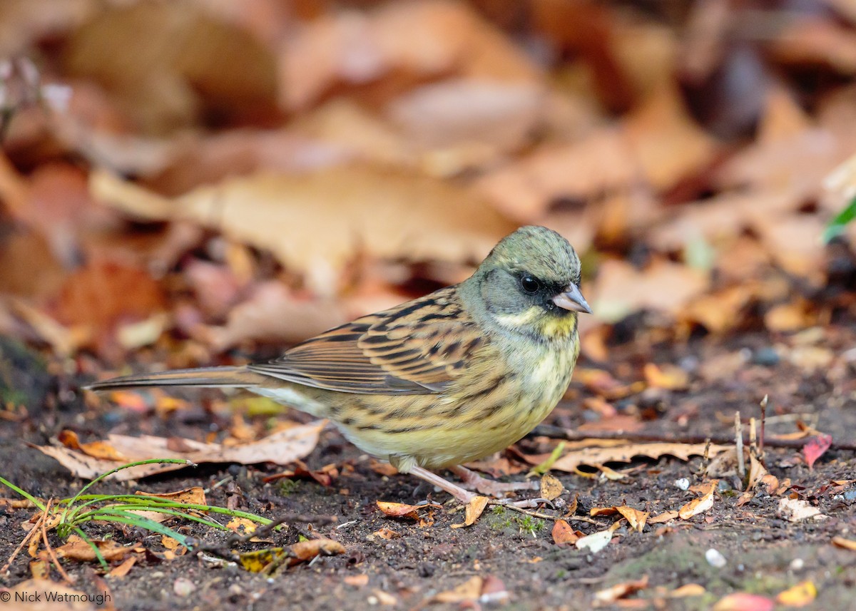 Masked Bunting - ML645883630