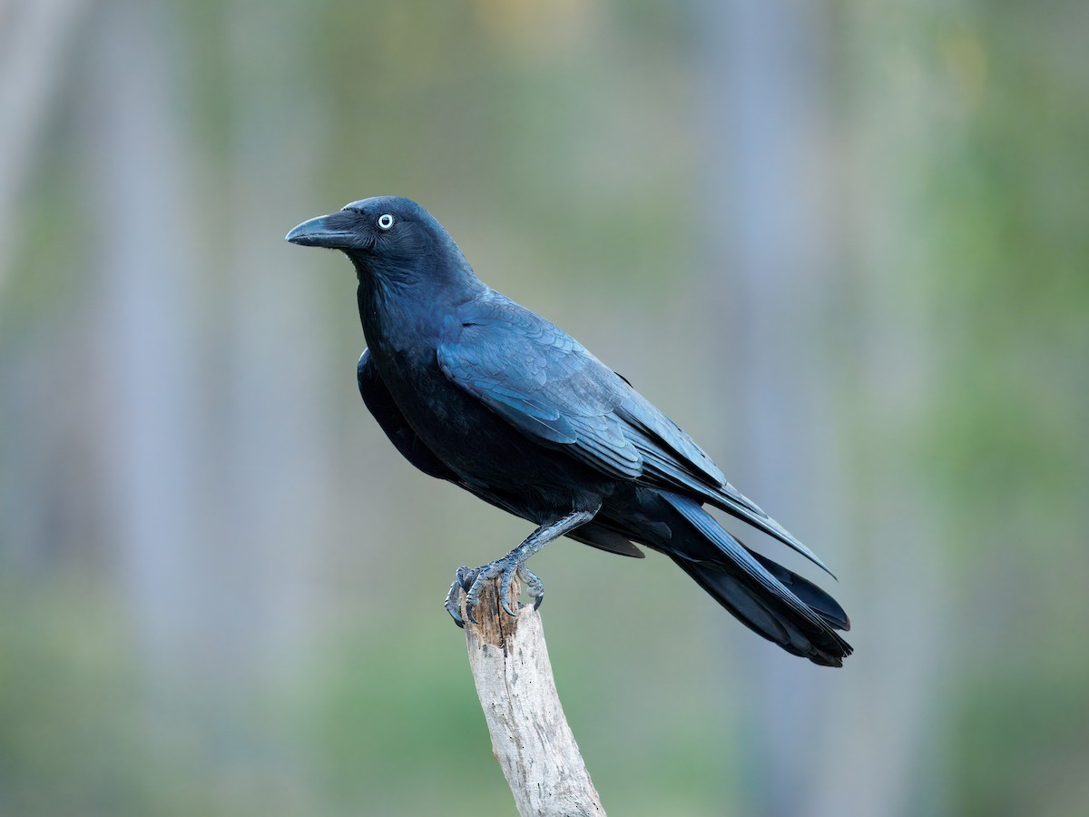 Torresian Crow - ML645883631