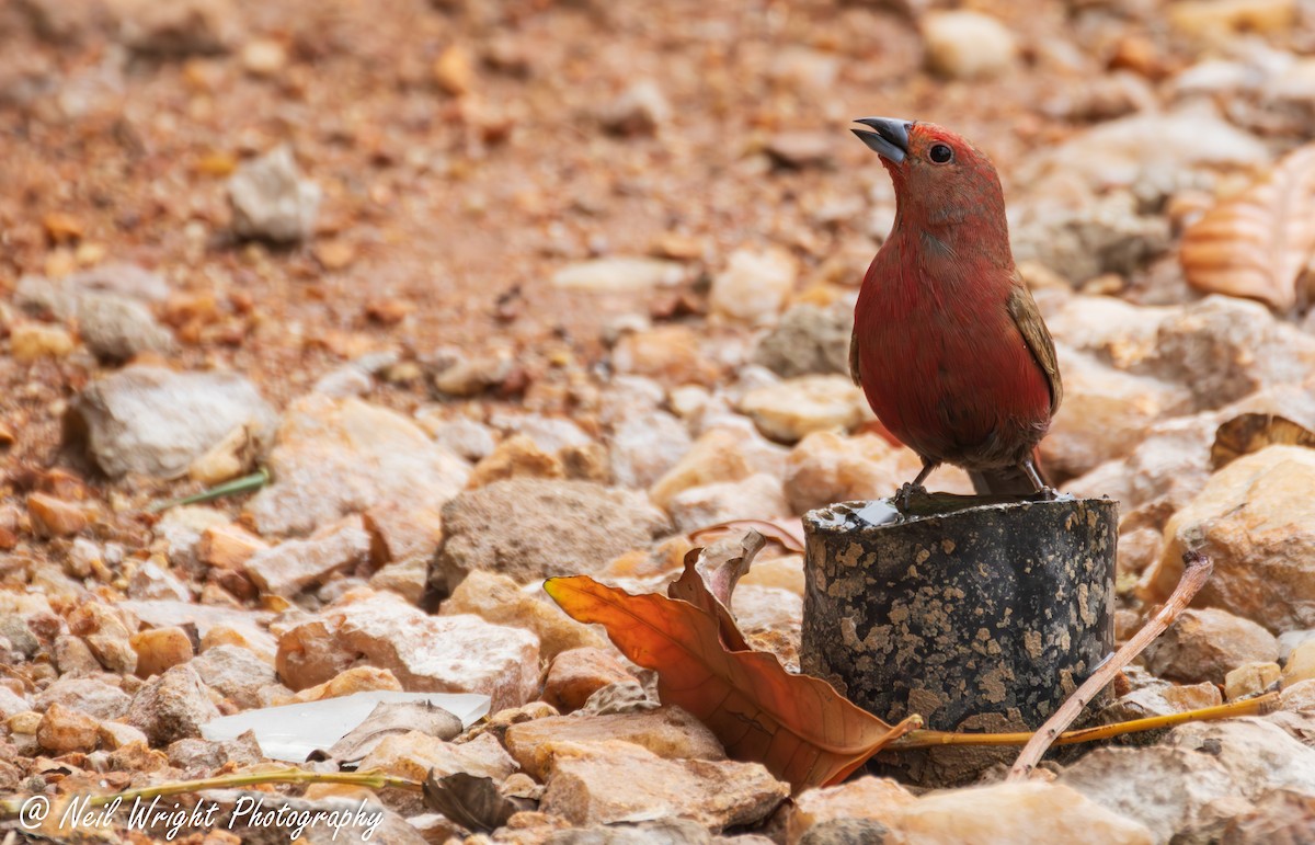 Jameson's Firefinch - ML645883633