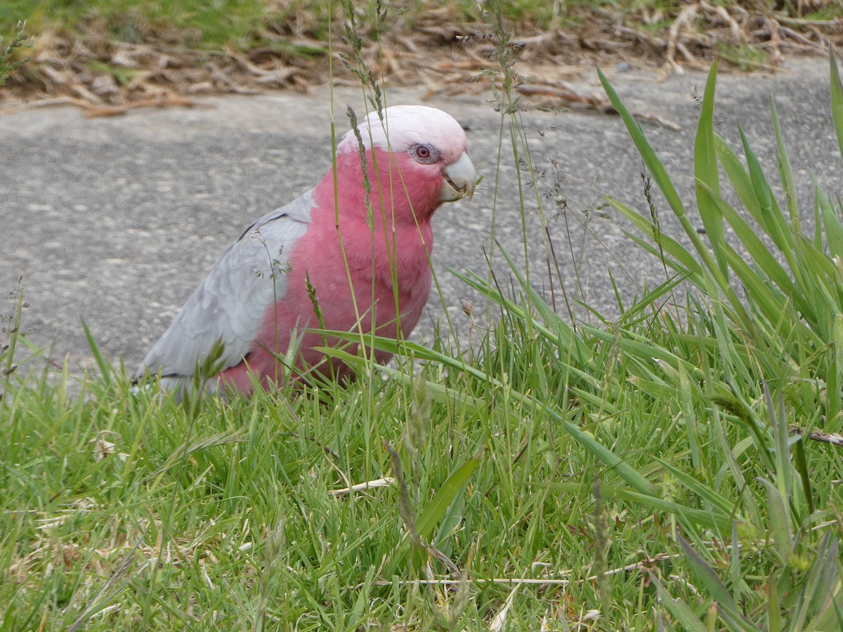 rosenkakadu - ML645883637