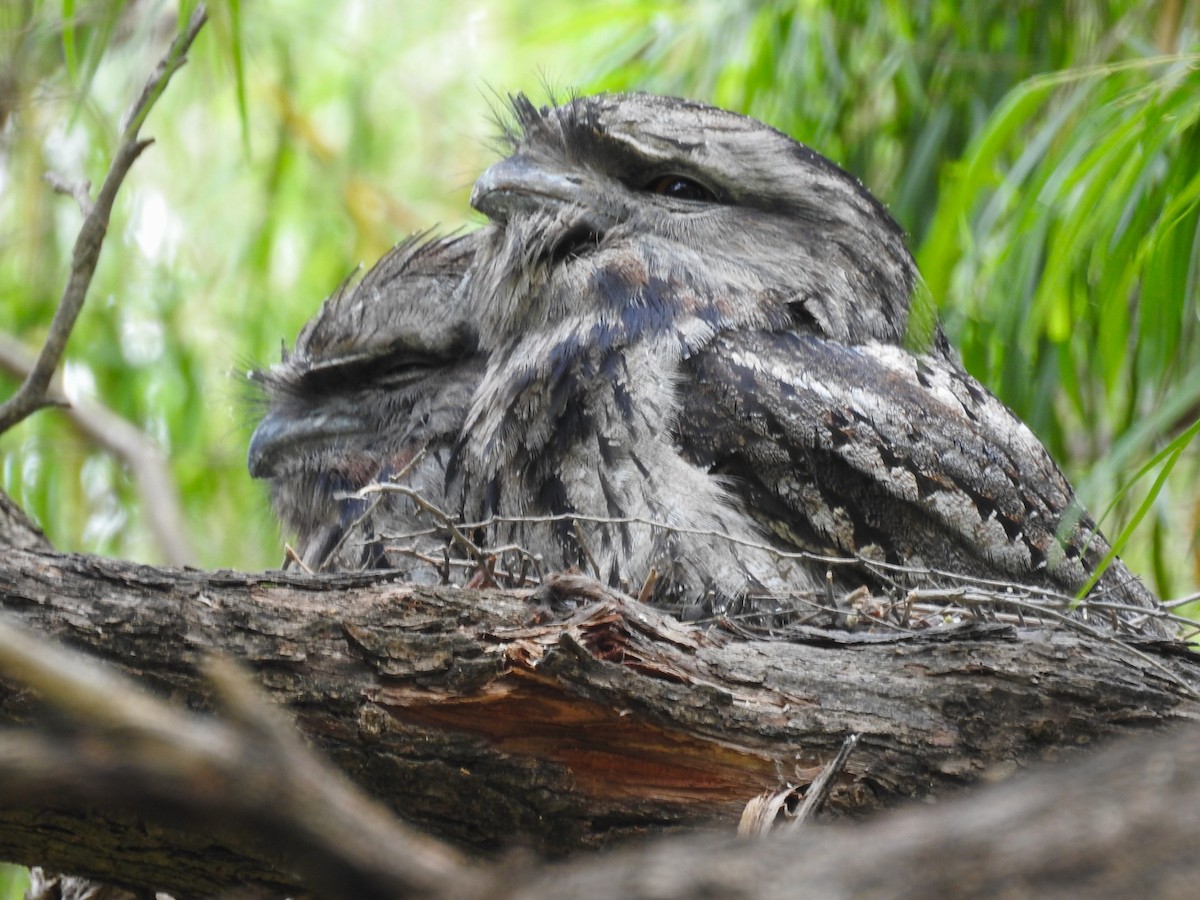 Avustralya Kocaağzı - ML645883639