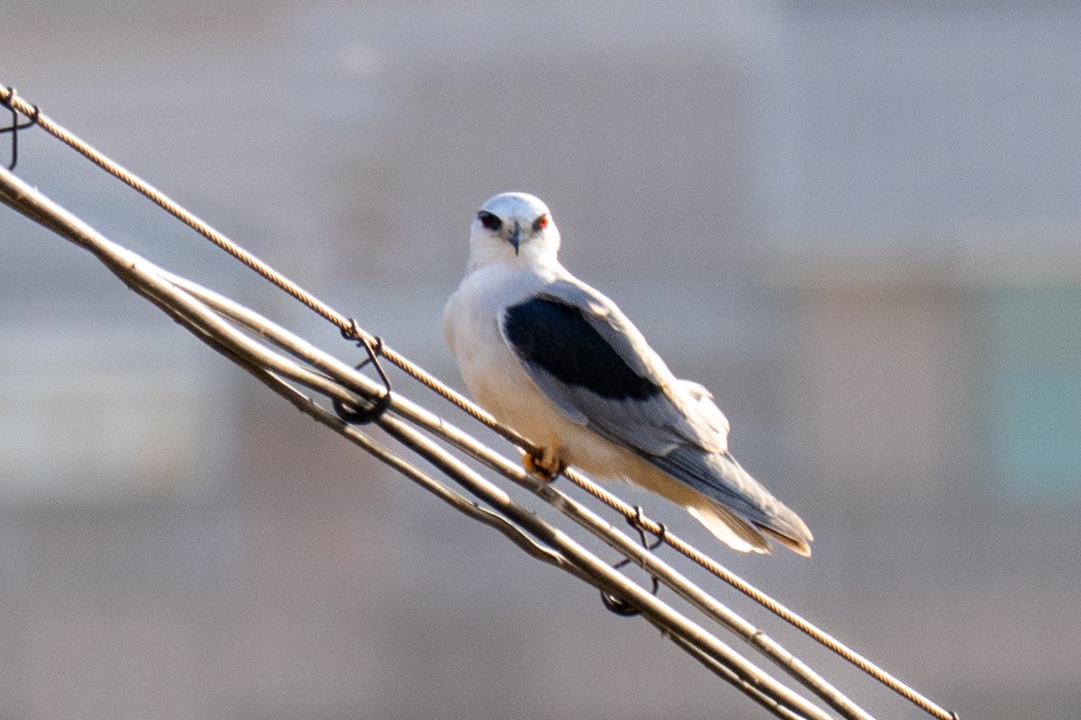 luněc šedý [skupina vociferus] - ML645883653