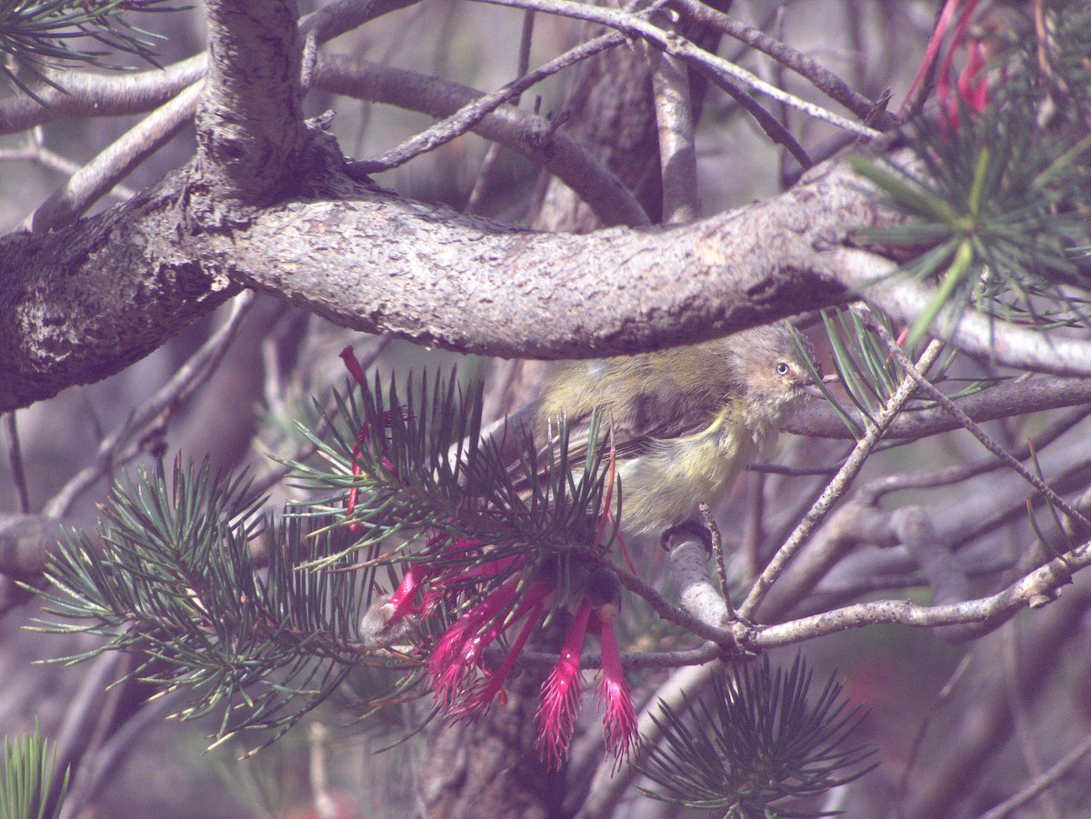 Weebill - ML645883657