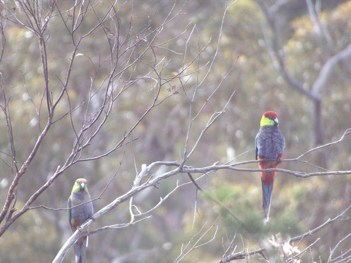 Red-capped Parrot - ML645883659