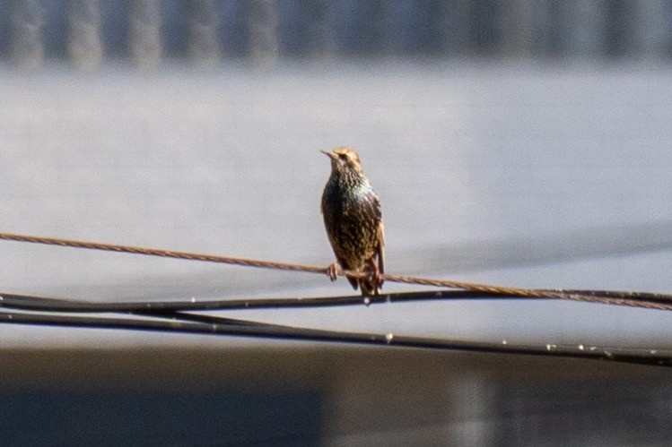 špaček obecný - ML645883660