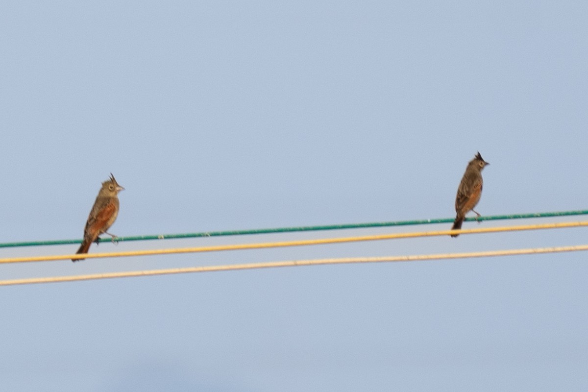 strnad chocholatý - ML645883667