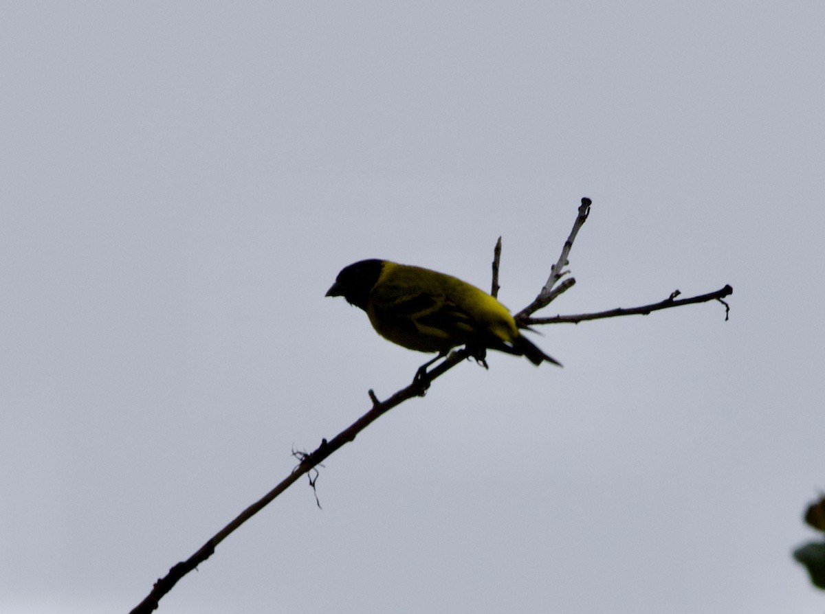 Hooded Siskin - ML645883675