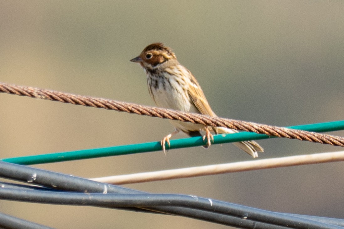 strnad malinký - ML645883677