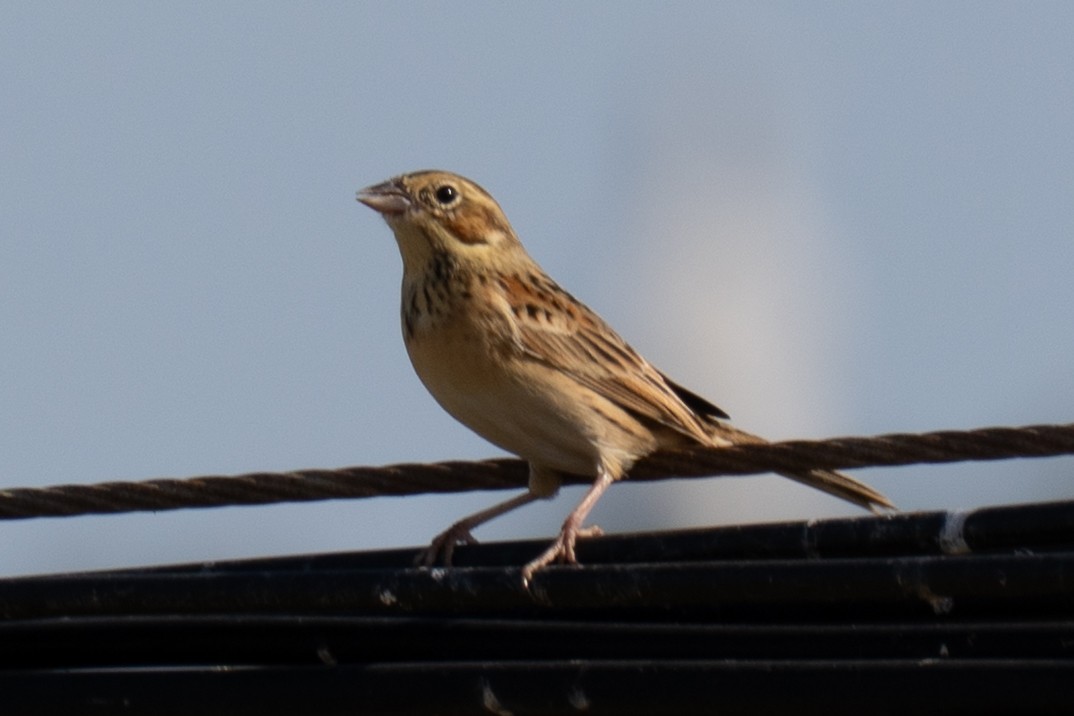 strnad hnědolící - ML645883678