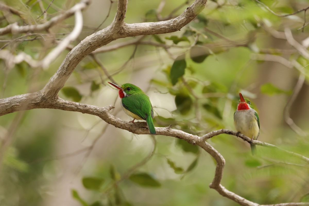 Puerto Rican Tody - ML645883680