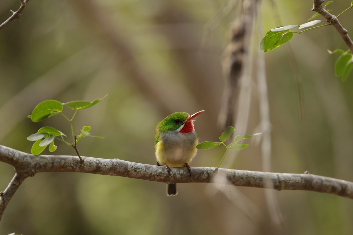 Puerto Rican Tody - ML645883681