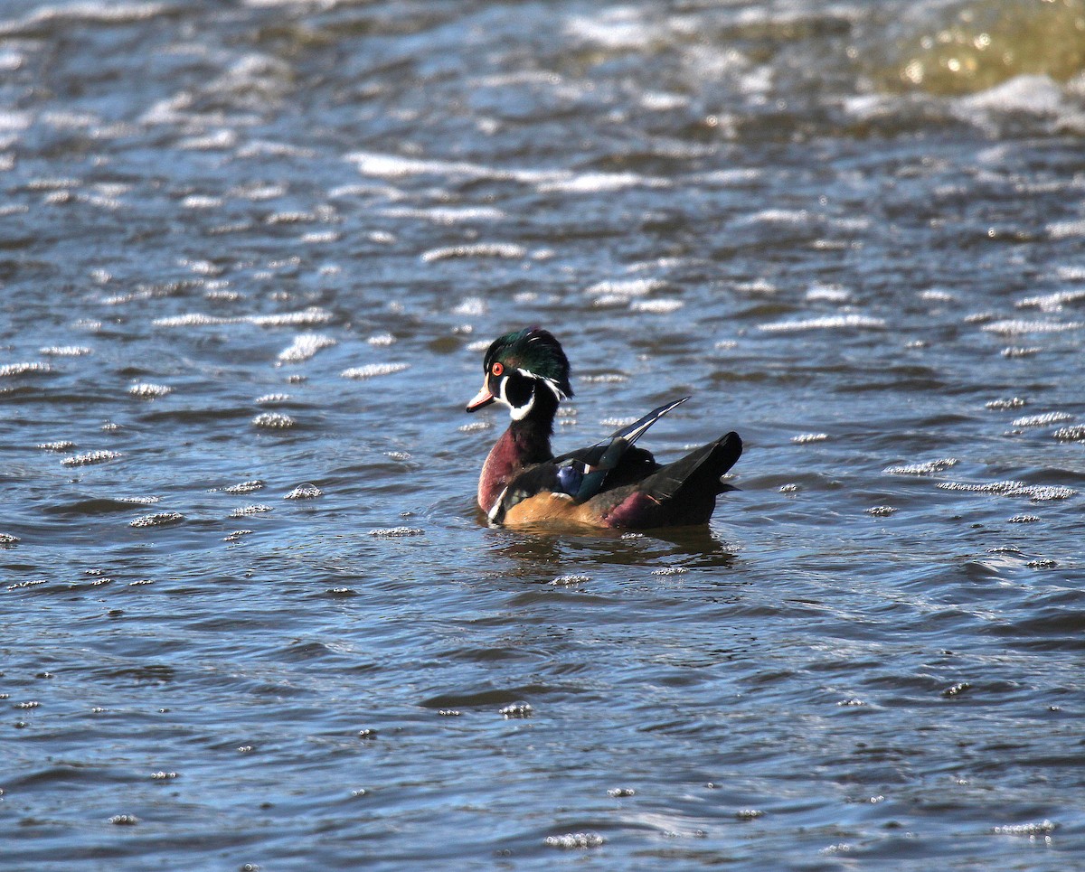 Wood Duck - ML645883682