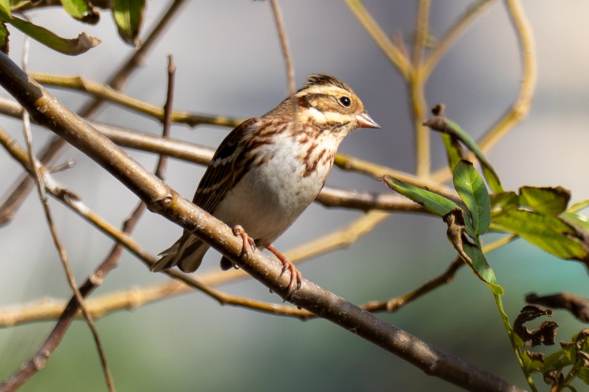 strnad tajgový - ML645883683