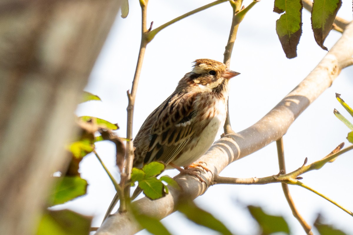 strnad tajgový - ML645883684