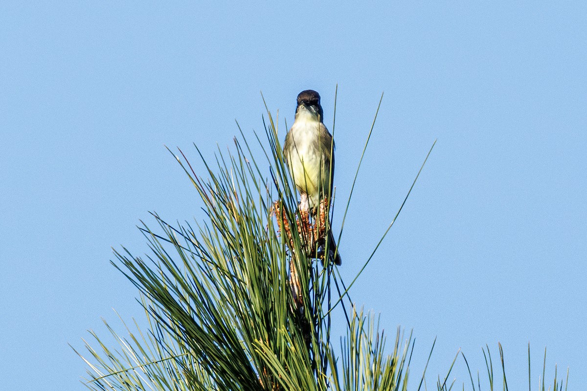 Eastern Phoebe - ML645883686
