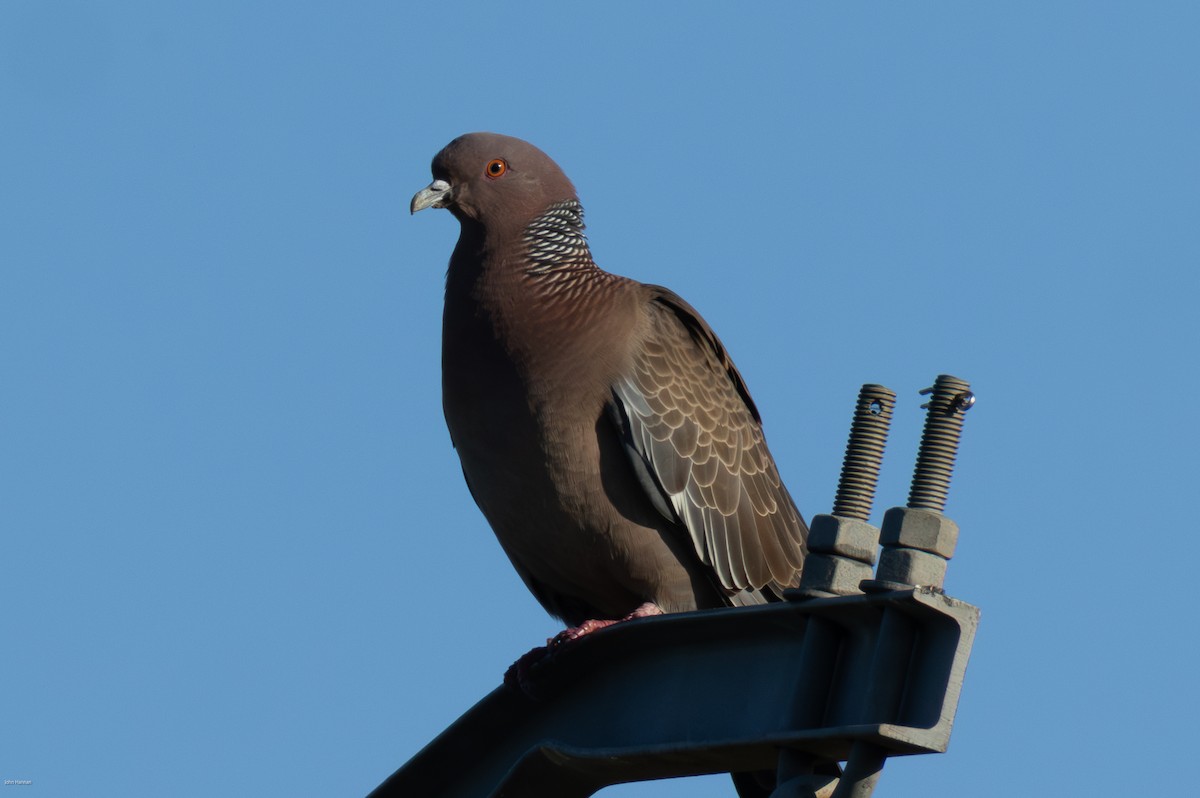 Picazuro Pigeon - ML645883687