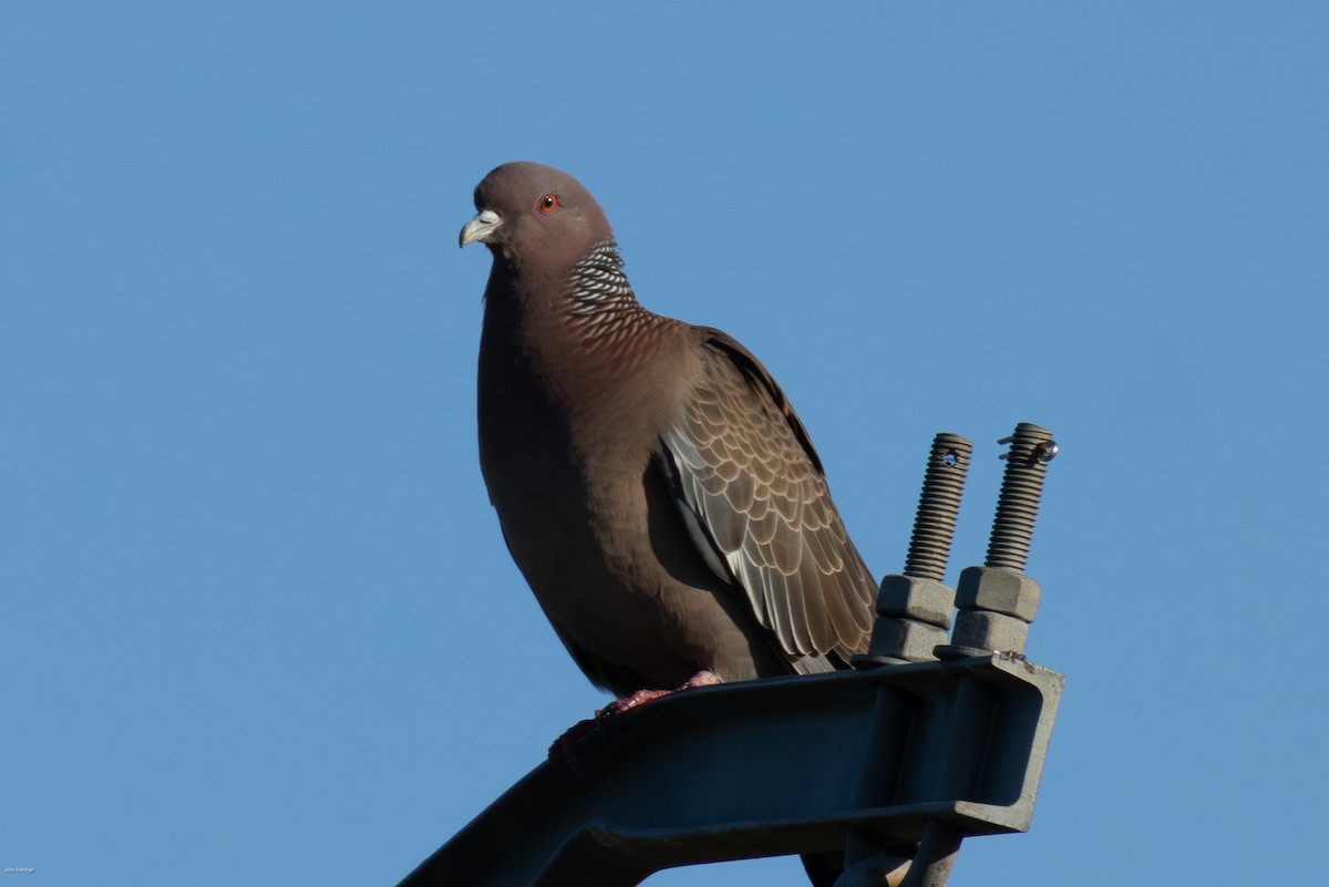 Picazuro Pigeon - ML645883688