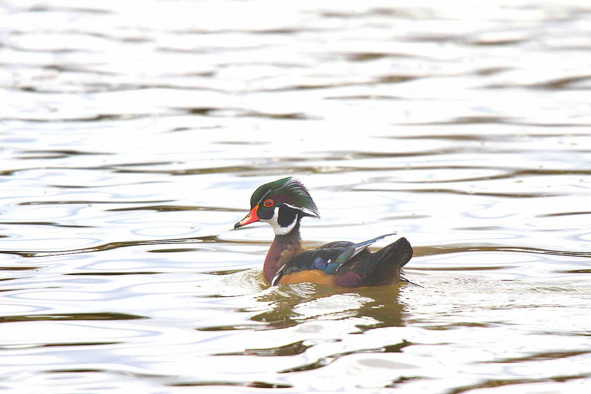 Wood Duck - ML645883693