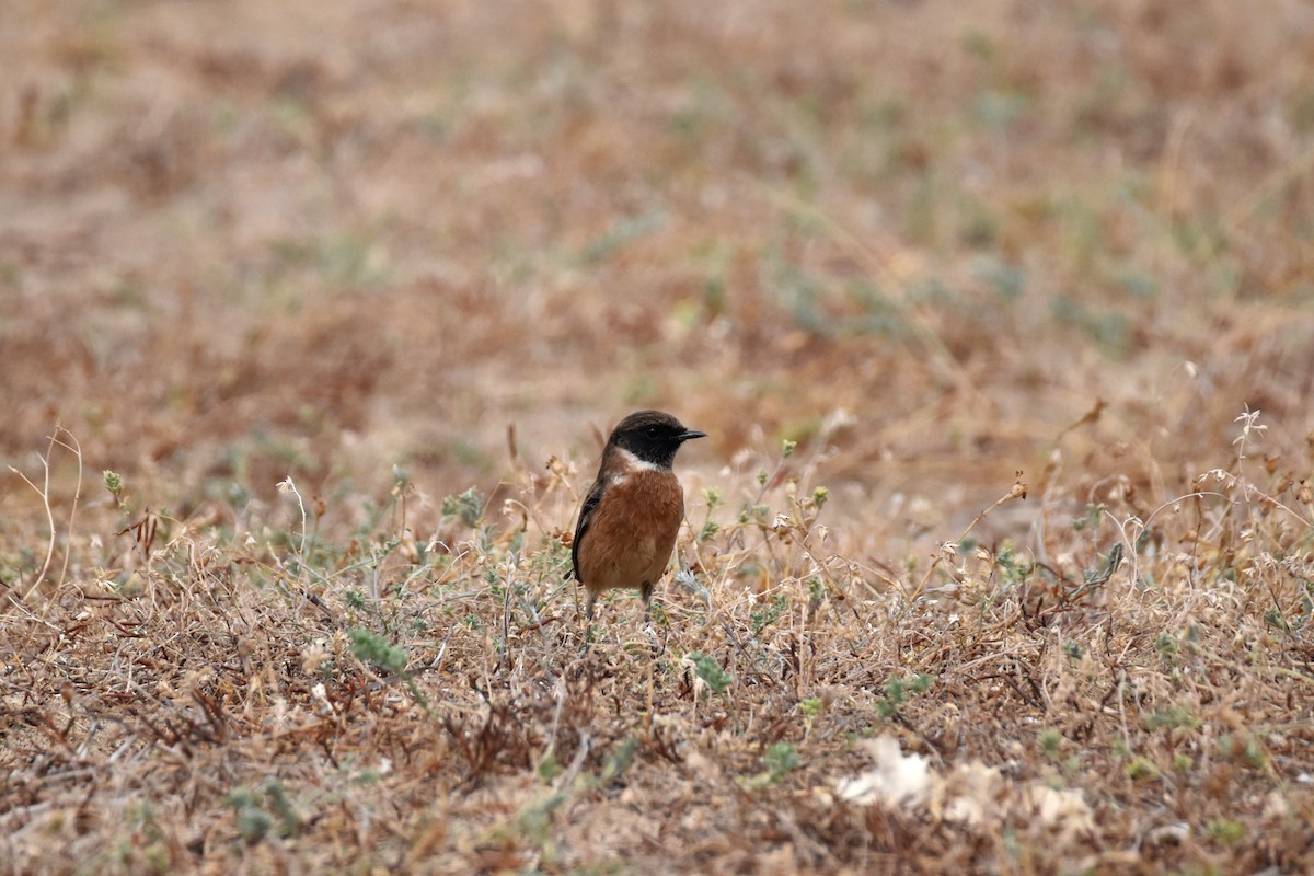 European Stonechat - ML645883700