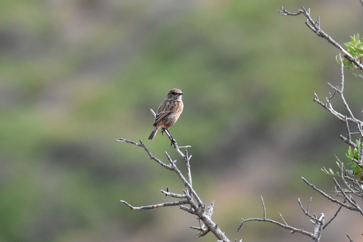 European Stonechat - ML645883701