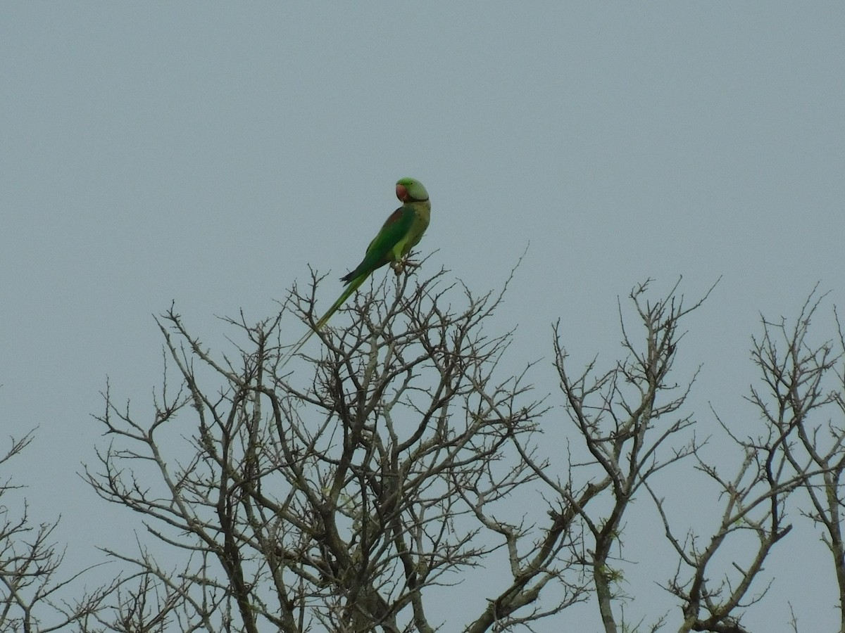 Alexandrine Parakeet - ML645883703