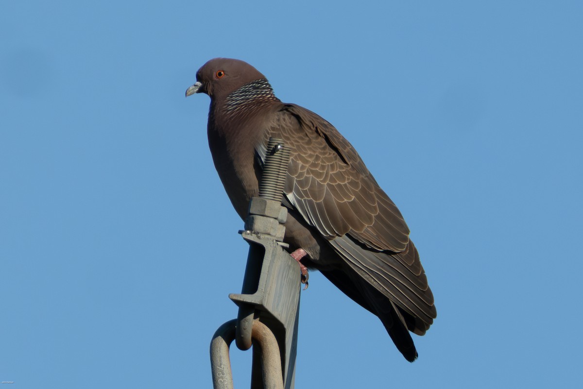 Picazuro Pigeon - ML645883710