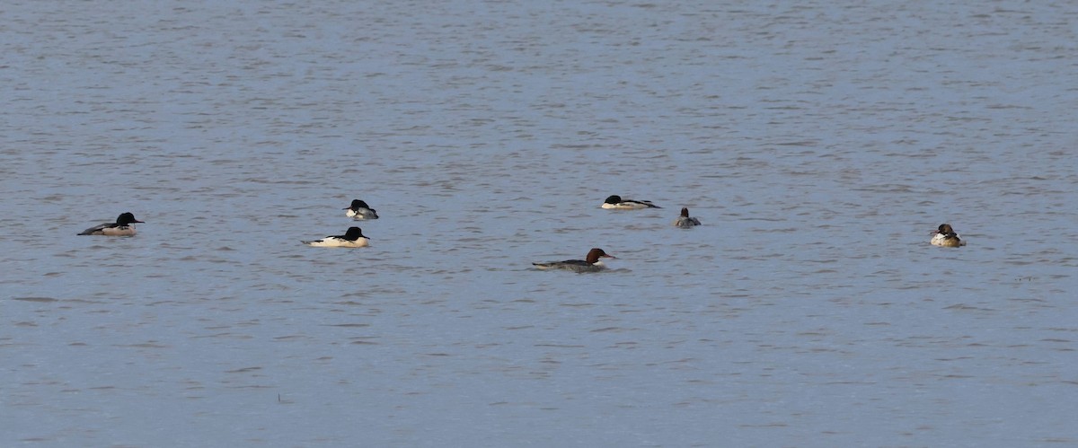 Common Merganser - ML645883712