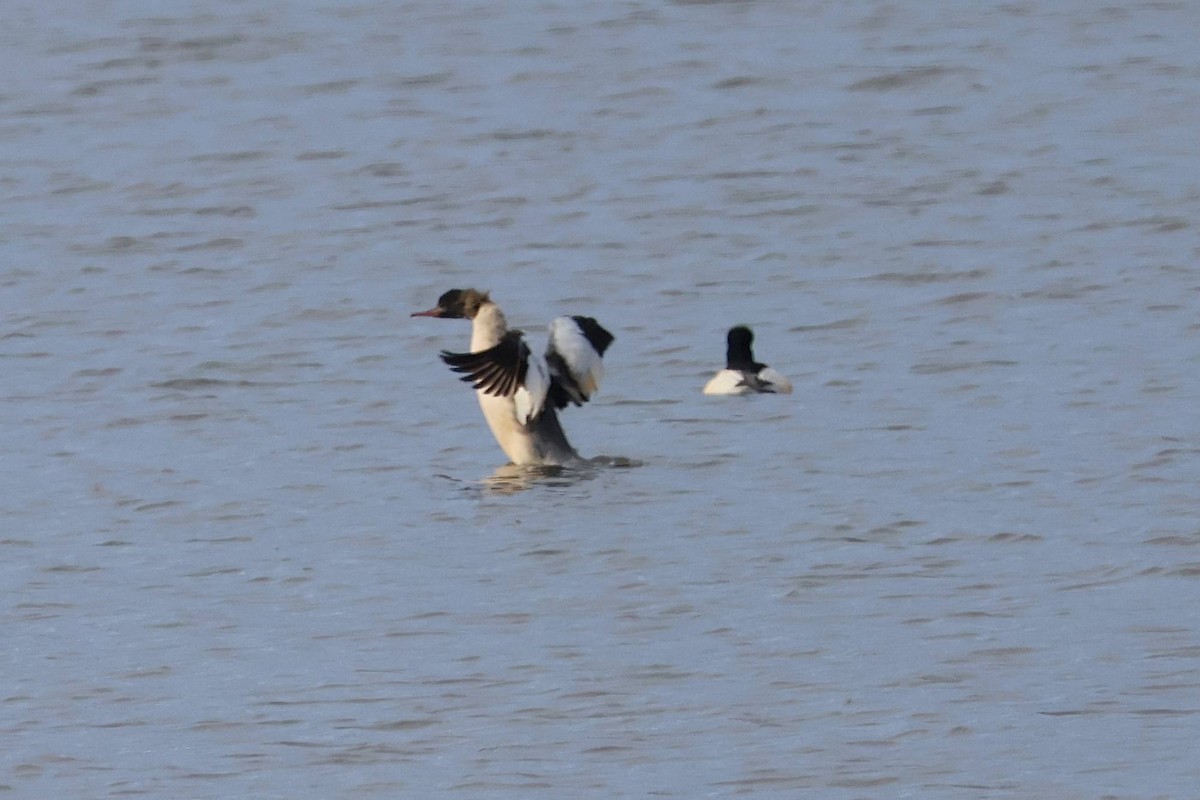 Common Merganser - ML645883713