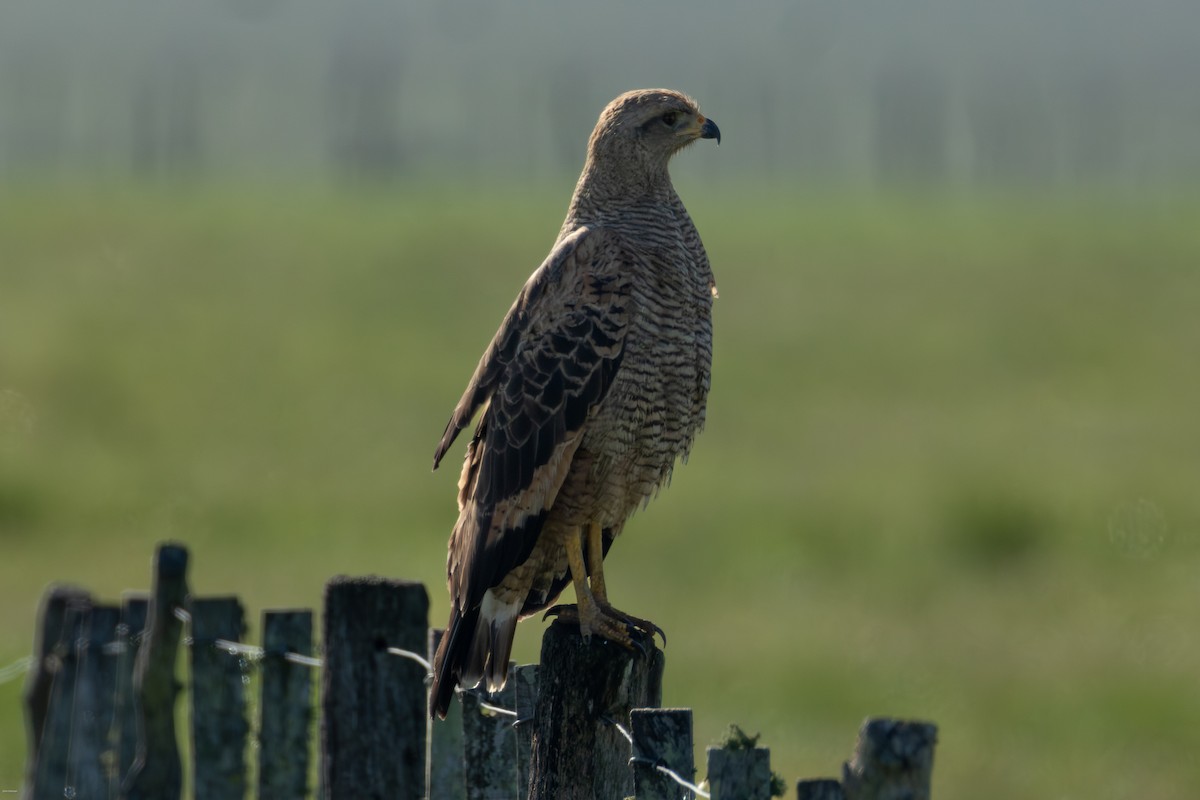 Саванный крабоед - ML645883715