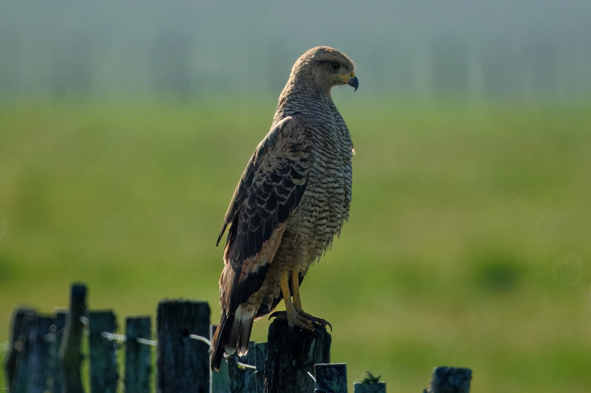 Саванный крабоед - ML645883716