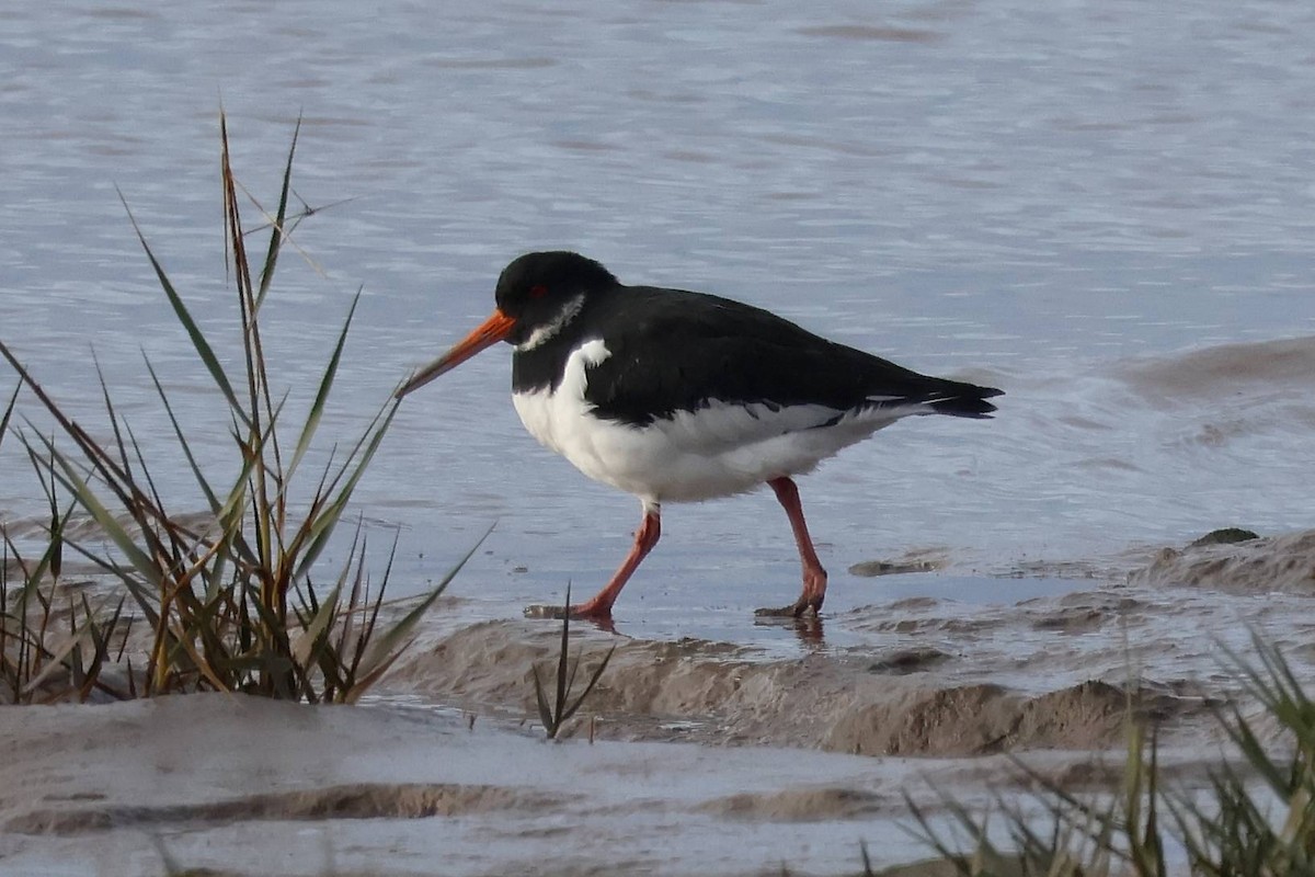 Eurasian Oystercatcher - ML645883719