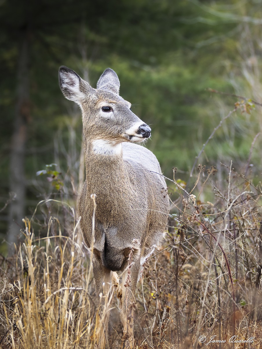 White-tailed Deer - ML645883755