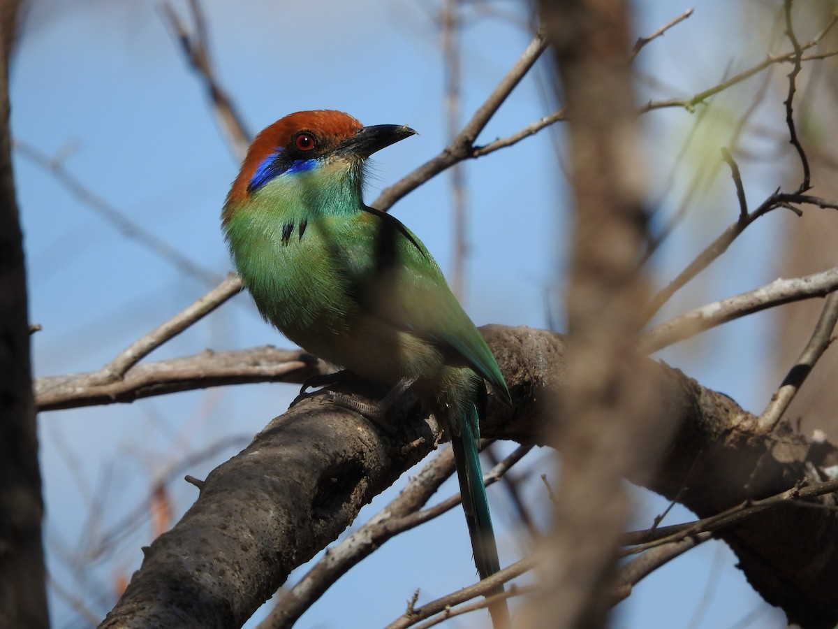 Russet-crowned Motmot - ML645883785