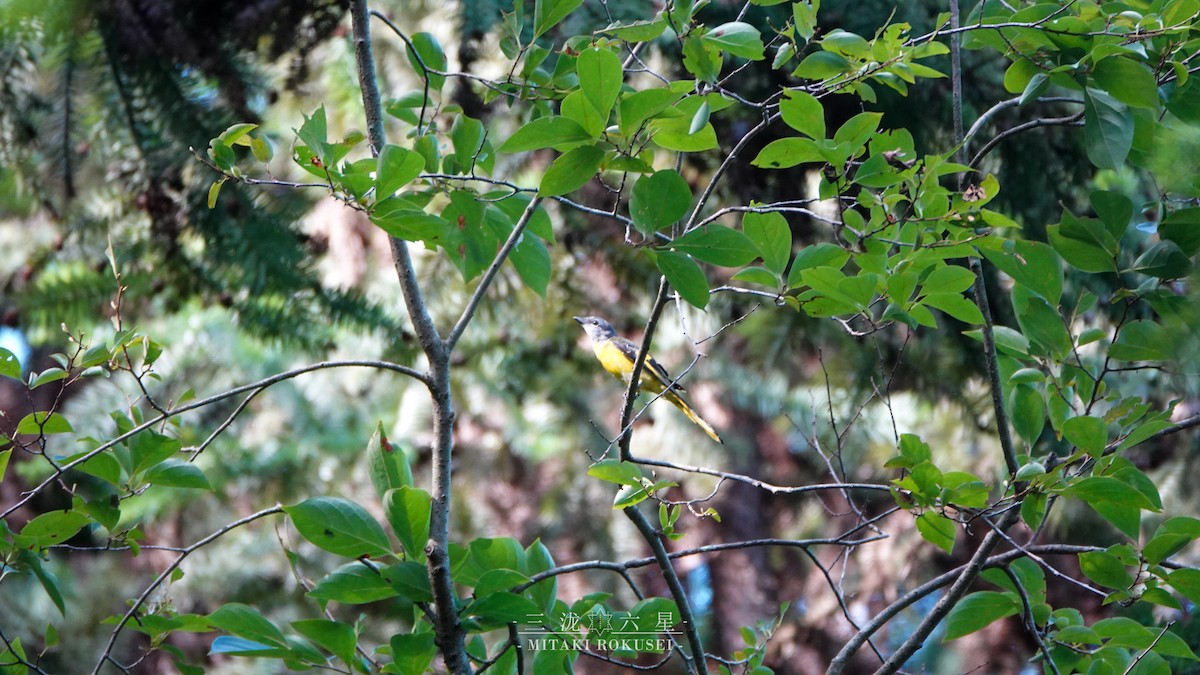 Gray-chinned Minivet - ML645883786