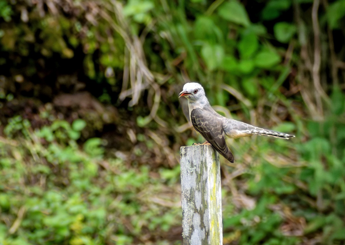 Coucou plaintif - ML645883789