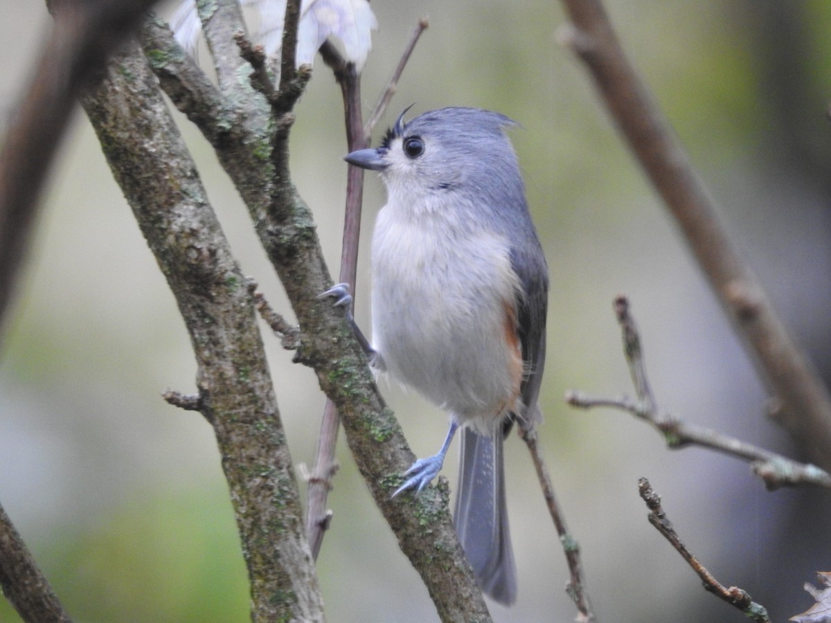 gråduskmeis - ML645883797