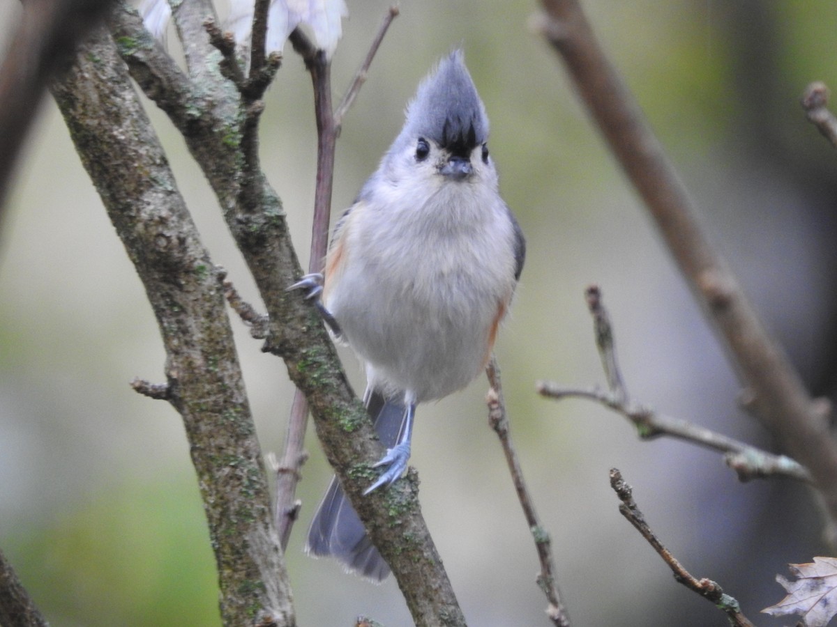 gråduskmeis - ML645883798