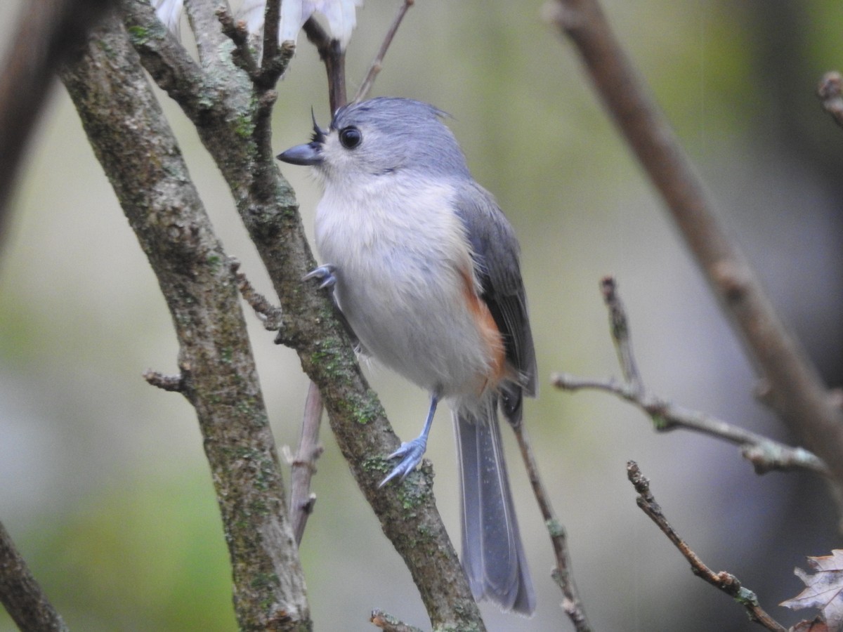 gråduskmeis - ML645883799