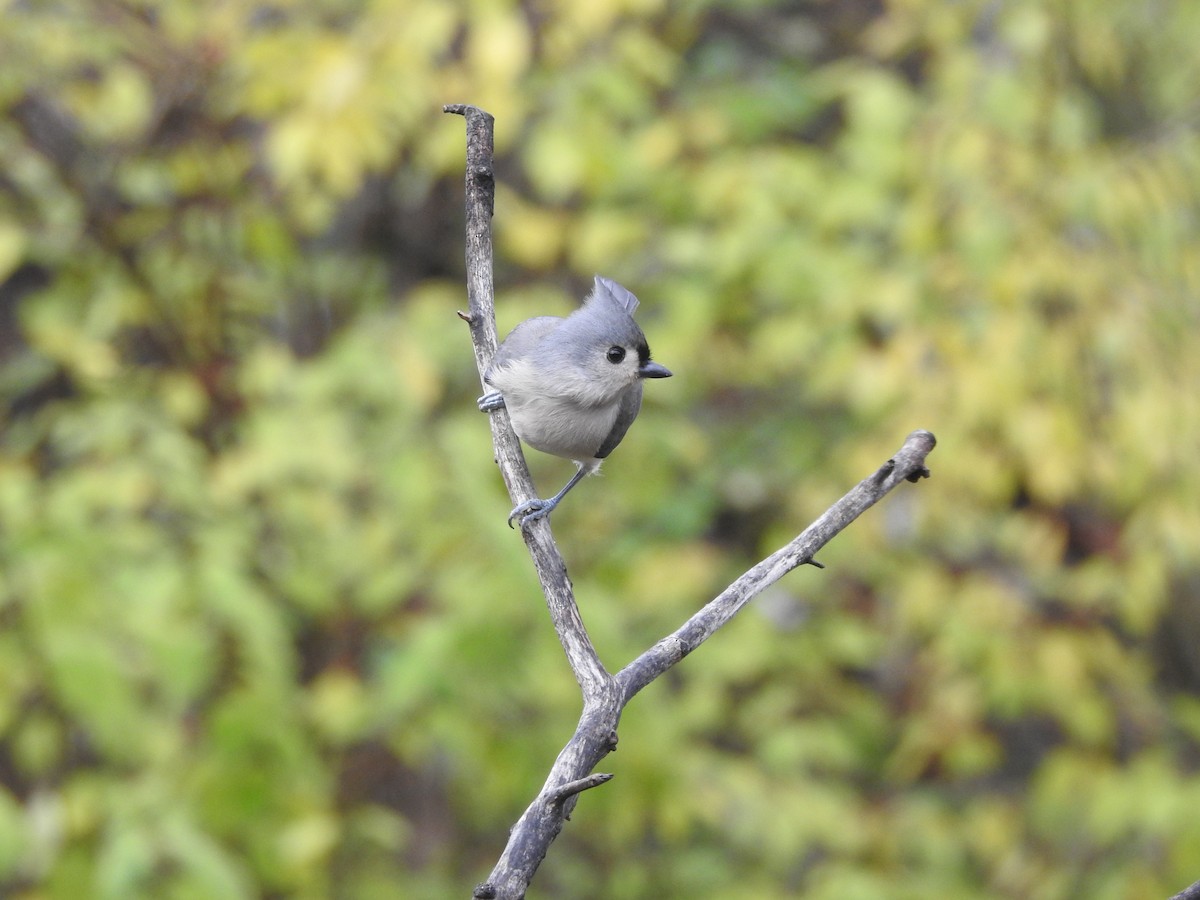 gråduskmeis - ML645883800