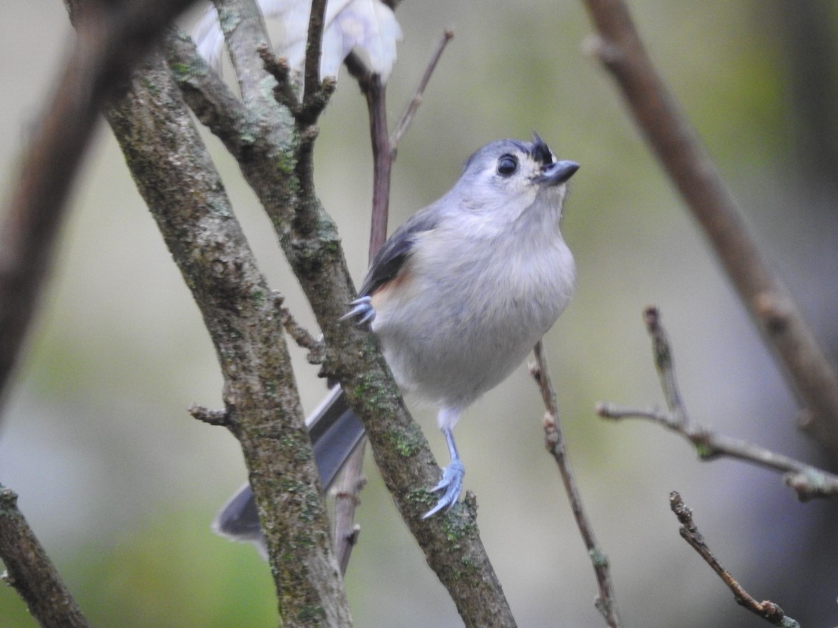 gråduskmeis - ML645883801