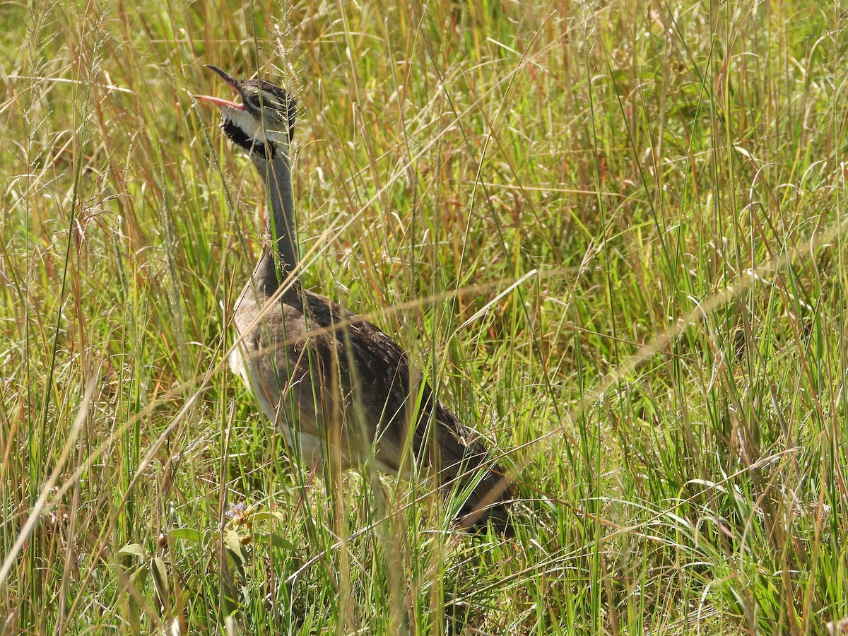 セネガルショウノガン - ML645883802