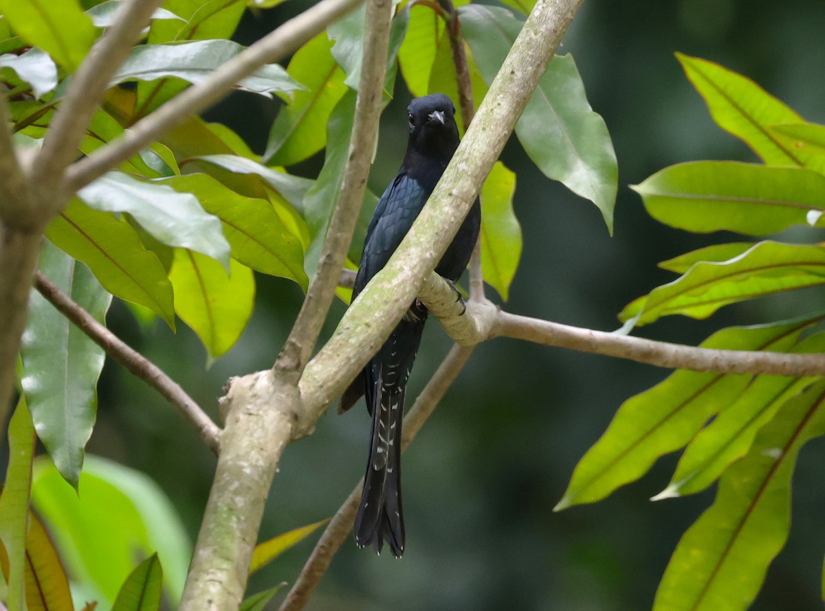 オウチュウカッコウ - ML645883815