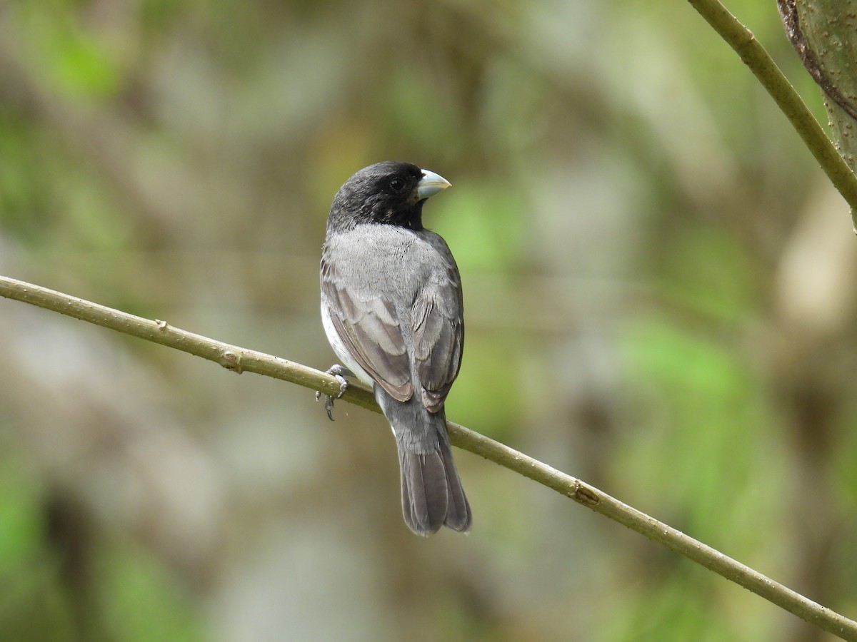 ムナジロヒメウソ - ML645883824