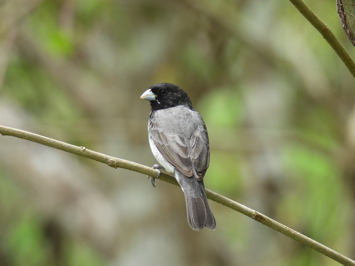 ムナジロヒメウソ - ML645883825