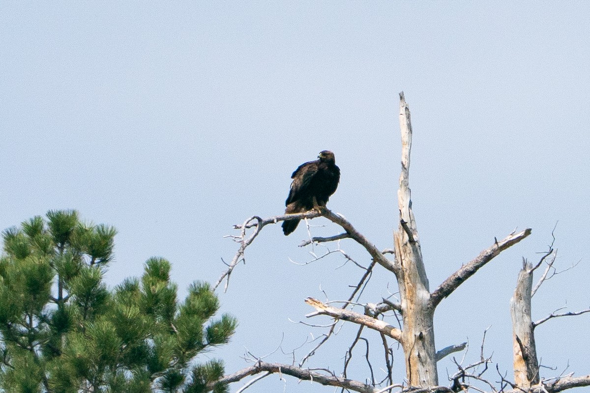 イヌワシ - ML645883826