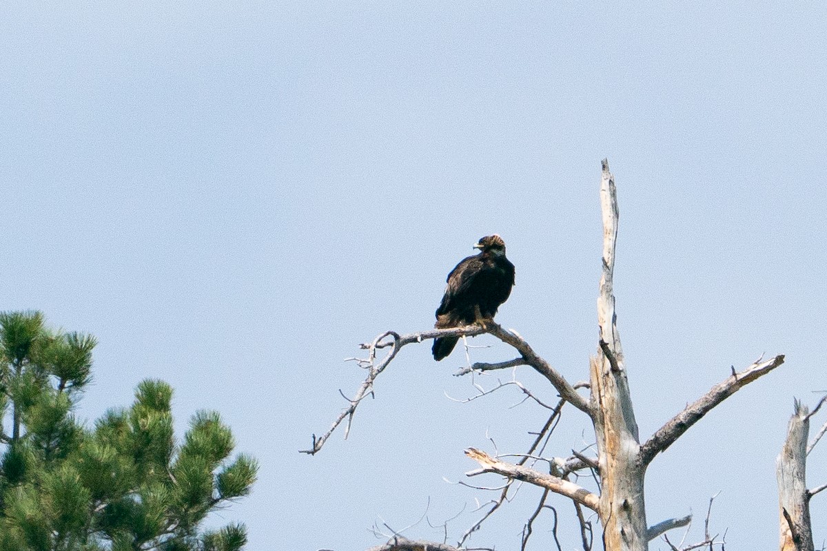 イヌワシ - ML645883827