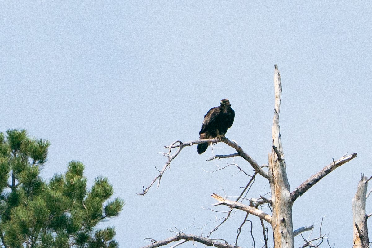 イヌワシ - ML645883828