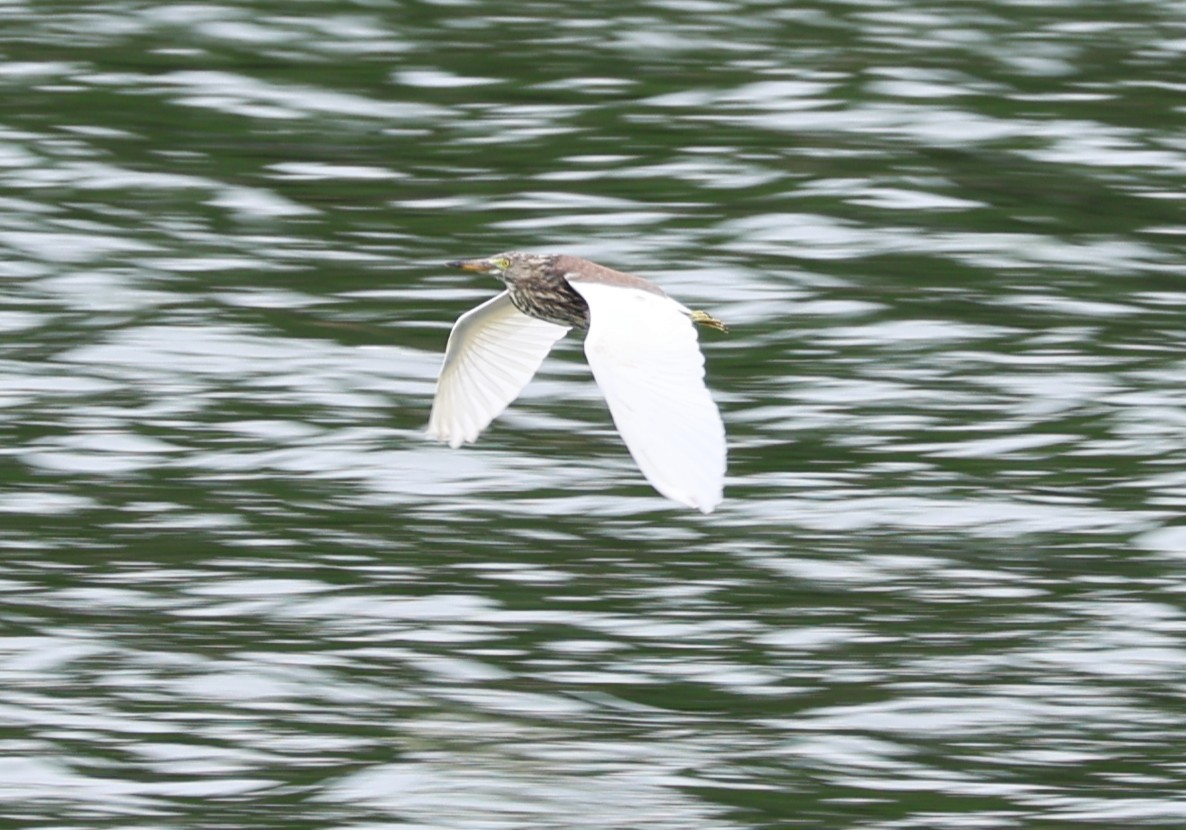 アカガシラサギ属 - ML645883829