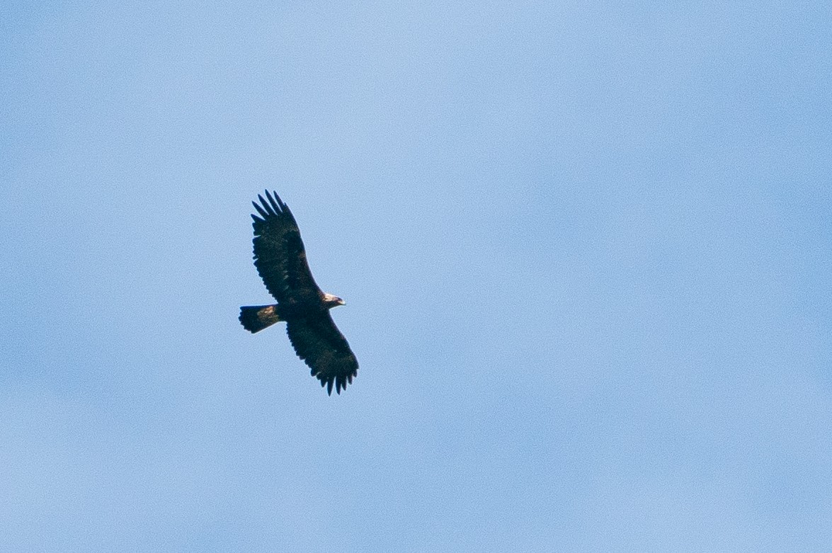 イヌワシ - ML645883835