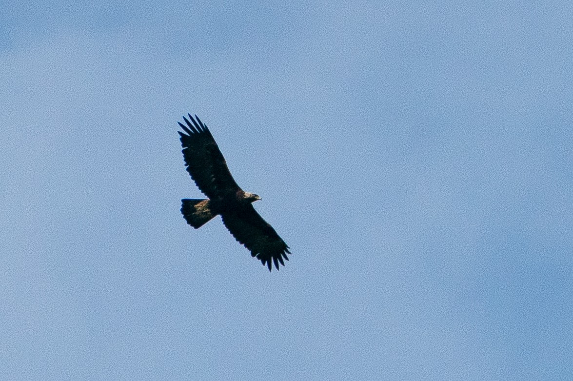 イヌワシ - ML645883836